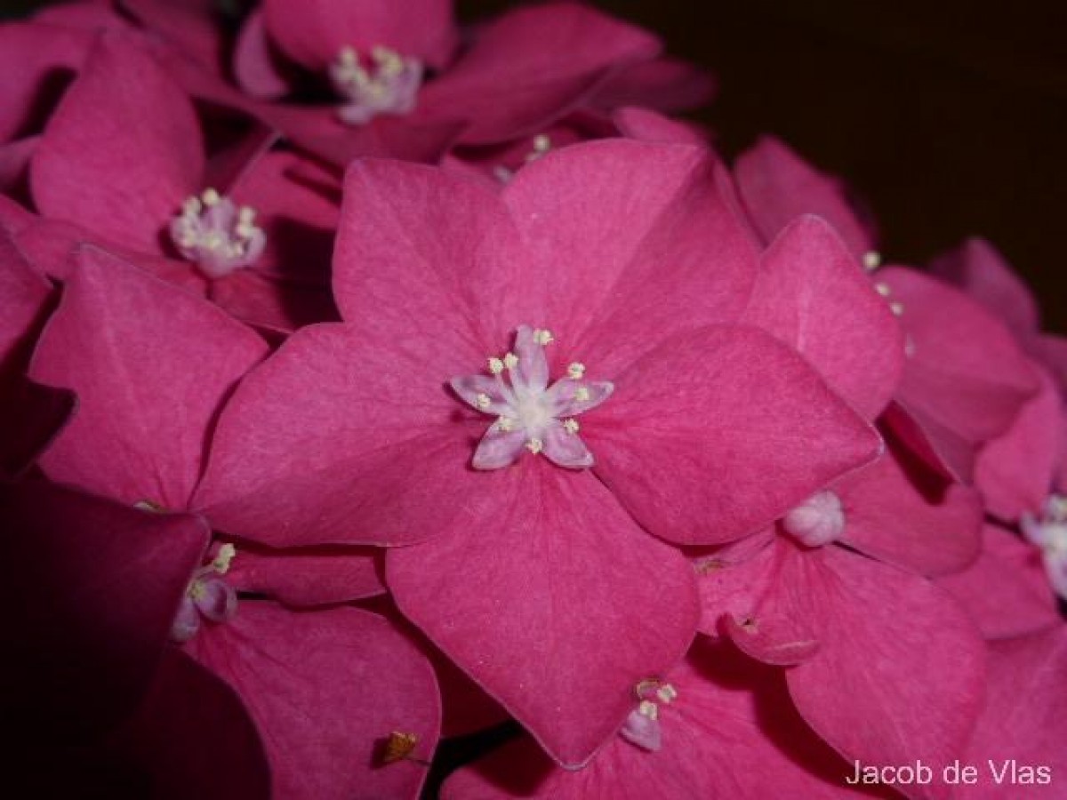 Hydrangea macrophylla (Thunb.) Ser.